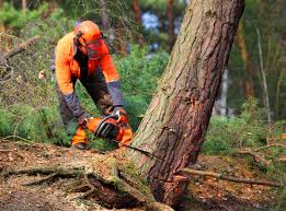 Trusted Galax, VA Tree Removal and Landscaping Services Experts